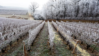 vigne de Vouvray gelée