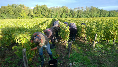 vignes val de loire s