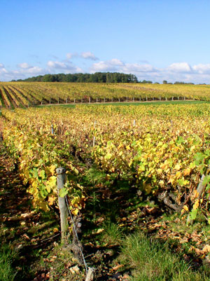 vignoble val de loire s